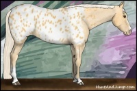 Horse Color:Palomino Sabino Blanket 