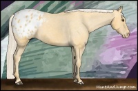 Horse Color:Palomino Sabino Appaloosa Rabicano