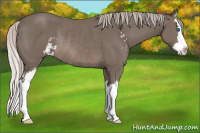 Horse Color:Silver Black Sabino Splash Rabicano 