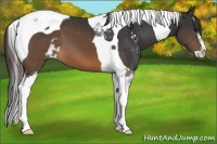 Horse Color:Brown Sabino Tobiano Appaloosa 