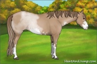 Horse Color:Black Pearl Sabino Rabicano 