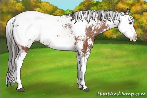 Horse Color: Brown Sabino Blanket 