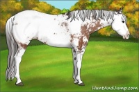 Horse Color:Bay Sabino Appaloosa 