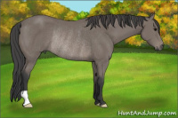 Horse Color:Black Rabicano