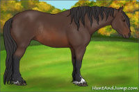 Horse Color:Brown Sabino Rabicano