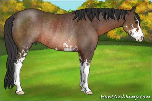 Horse Color: Brown Sabino Rabicano 