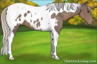 Horse Color:Silver Black Tobiano Blanket 