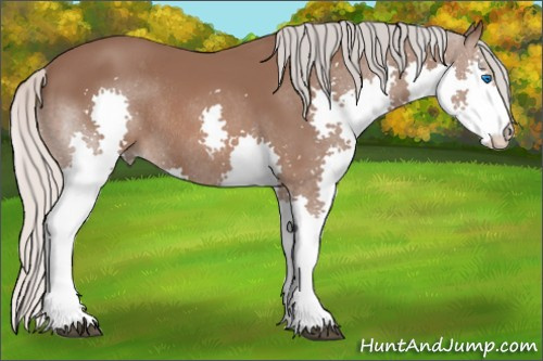Horse Color: Silver Black Splash Rabicano 
