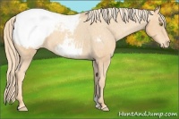 Horse Color:Gold Champagne Snowcap 