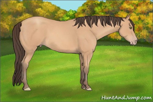 Horse Color: Amber Champagne Sabino Rabicano 