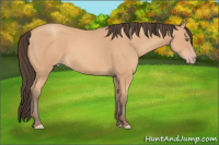 Horse Color:Amber Champagne Sabino Rabicano