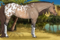 Horse Color:Bay Dun Appaloosa Rabicano 