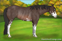 Horse Color:Brown Sabino Rabicano 