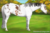 Horse Color:Bay Sabino 