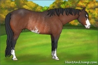 Horse Color:Bay Sabino Rabicano