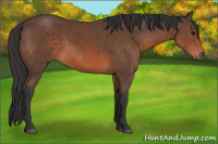 Horse Color:Brown 