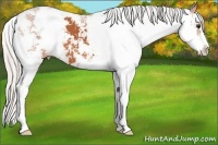 Horse Color:Silver Bay Sabino 