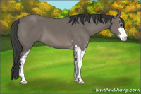 Horse Color:Black Sabino