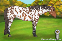 Horse Color:Bay Appaloosa