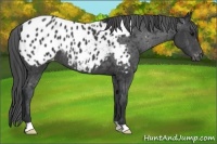 Horse Color:Black Appaloosa