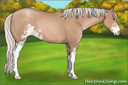 Horse Color: Silver Black Pearl Sabino 