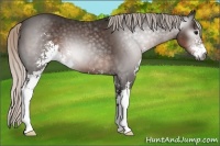 Horse Color:Gray Silver Black Sabino 