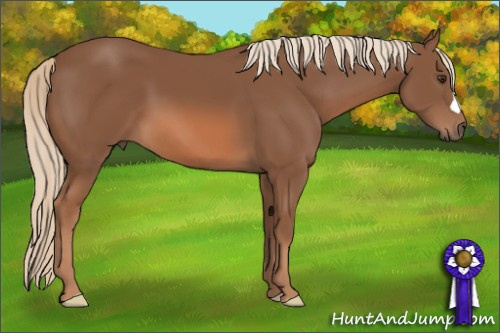 Horse Color: Chestnut 