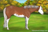 Horse Color:Silver Bay Sabino Splash 
