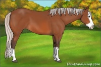 Horse Color:Silver Bay Sabino Splash 