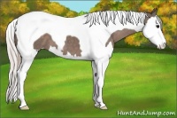 Horse Color:Silver Black Splash Tobiano 