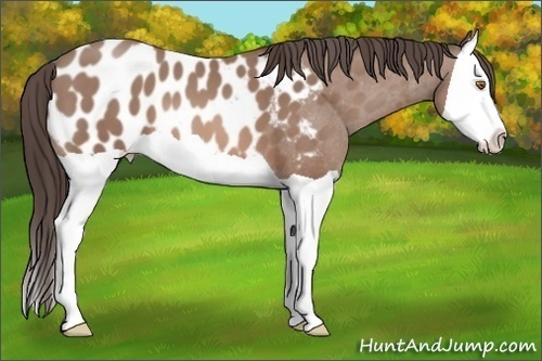 Horse Color:Sable Champagne Splash Near Leopard