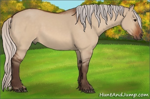 Horse Color:Silver Bay Dun