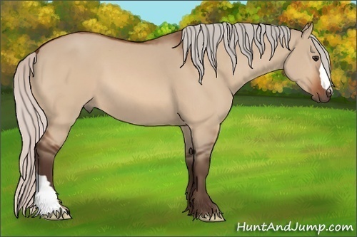 Horse Color:Silver Bay Dun