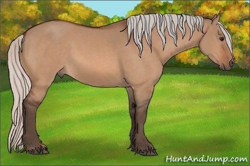 Horse Color:Silver Bay Dun