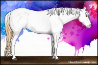 Horse Color:Buckskin Roan Dun Blanket 