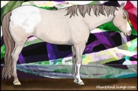 Horse Color:Amber Champagne Roan Appaloosa 