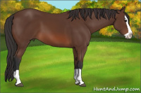 Horse Color:Bay Splash 