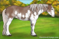 Horse Color:Silver Black Splash 