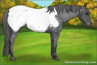 Horse Color:Black Near Fewspot 