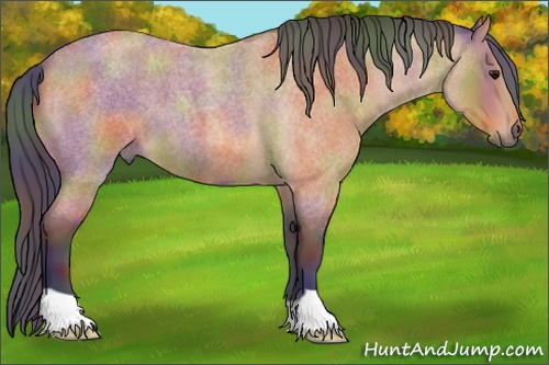Horse Color: Nacre Bay Roan 