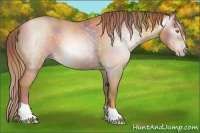 Horse Color:Gray Nacre Gold Champagne Roan 