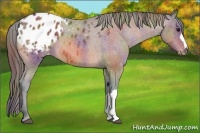 Horse Color:Nacre Bay Roan Blanket 