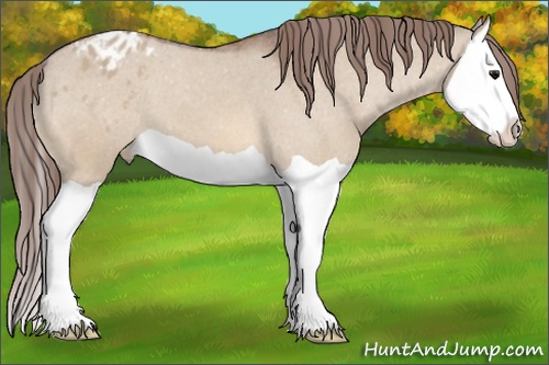 Horse Color: Bay Dun Splash Blanket 