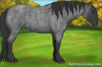 Horse Color:Blue Roan 
