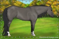 Horse Color:Grullo