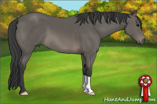 Horse Color: Black 