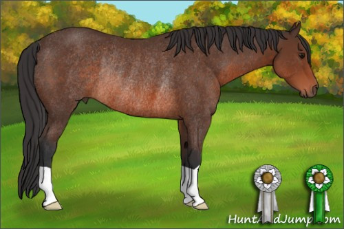Horse Color: Brown Rabicano 