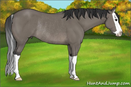 Horse Color: Grullo Splash Rabicano 