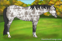 Horse Color:Grullo Ice 