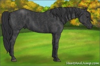 Horse Color:Black  Brindle